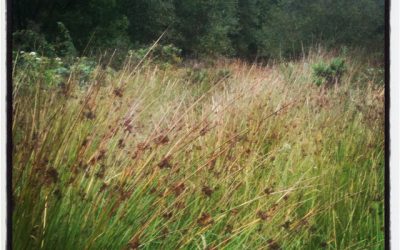 Taming a bit of wilderness