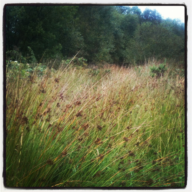 Taming a bit of wilderness