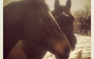 Our animal friends in their wintry wonderland