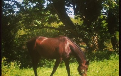 Horses and permaculture