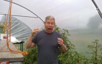 Electric Daisies strike again