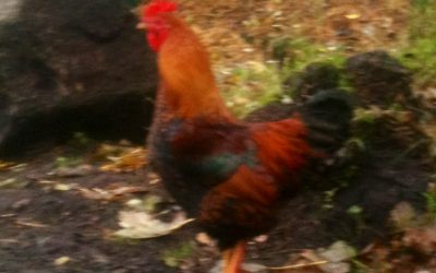 Can you give this cockerel a home?