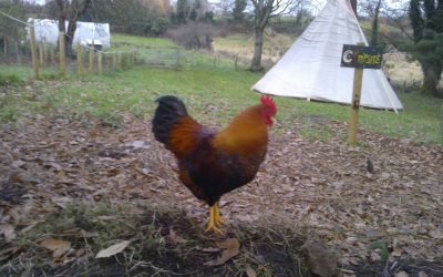 Could you give Martin a home?