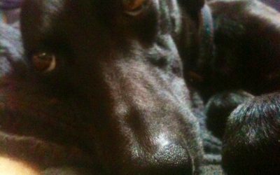 The way of the whippet