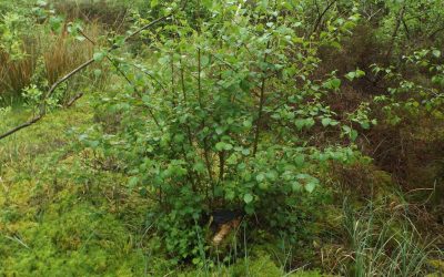 Coppice growth