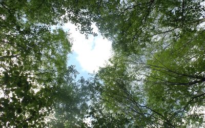 Great reasons to plant trees