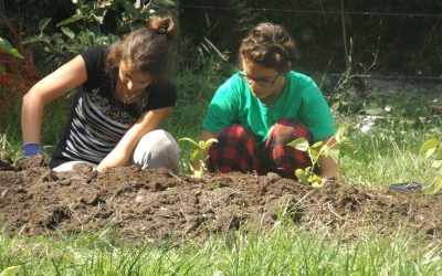 Getting to grips with the garden