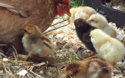 Fluffers does it again