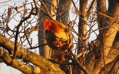 Could spring really be on the way?