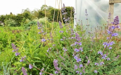 Permaculture weekend workshop