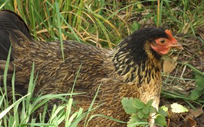 The lone ranger returns