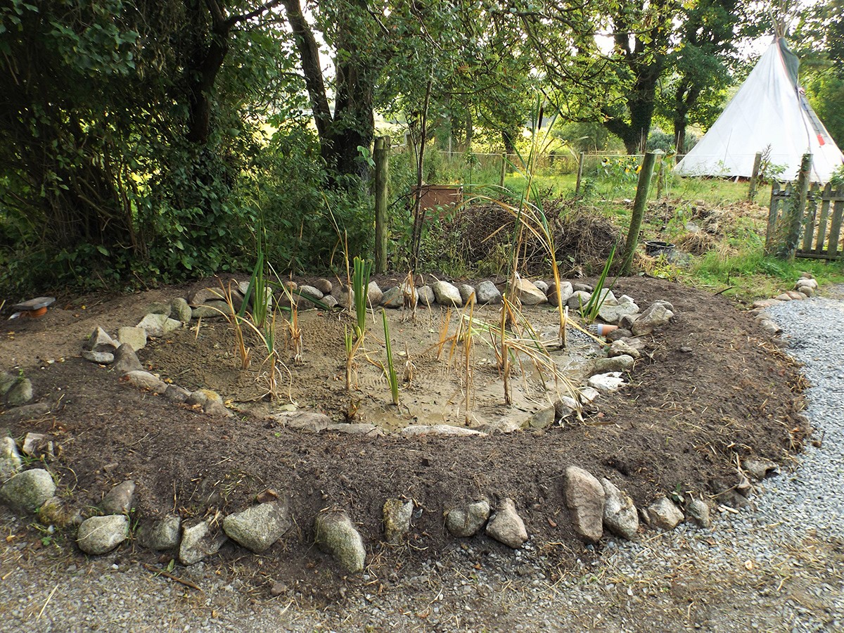 Reed beds - Lackan Cottage Farm - Permaculture off grid smallholding