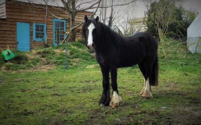 When Paddy met Sean. Round 2.