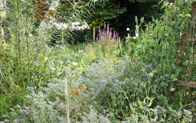 Late summer in the gardens