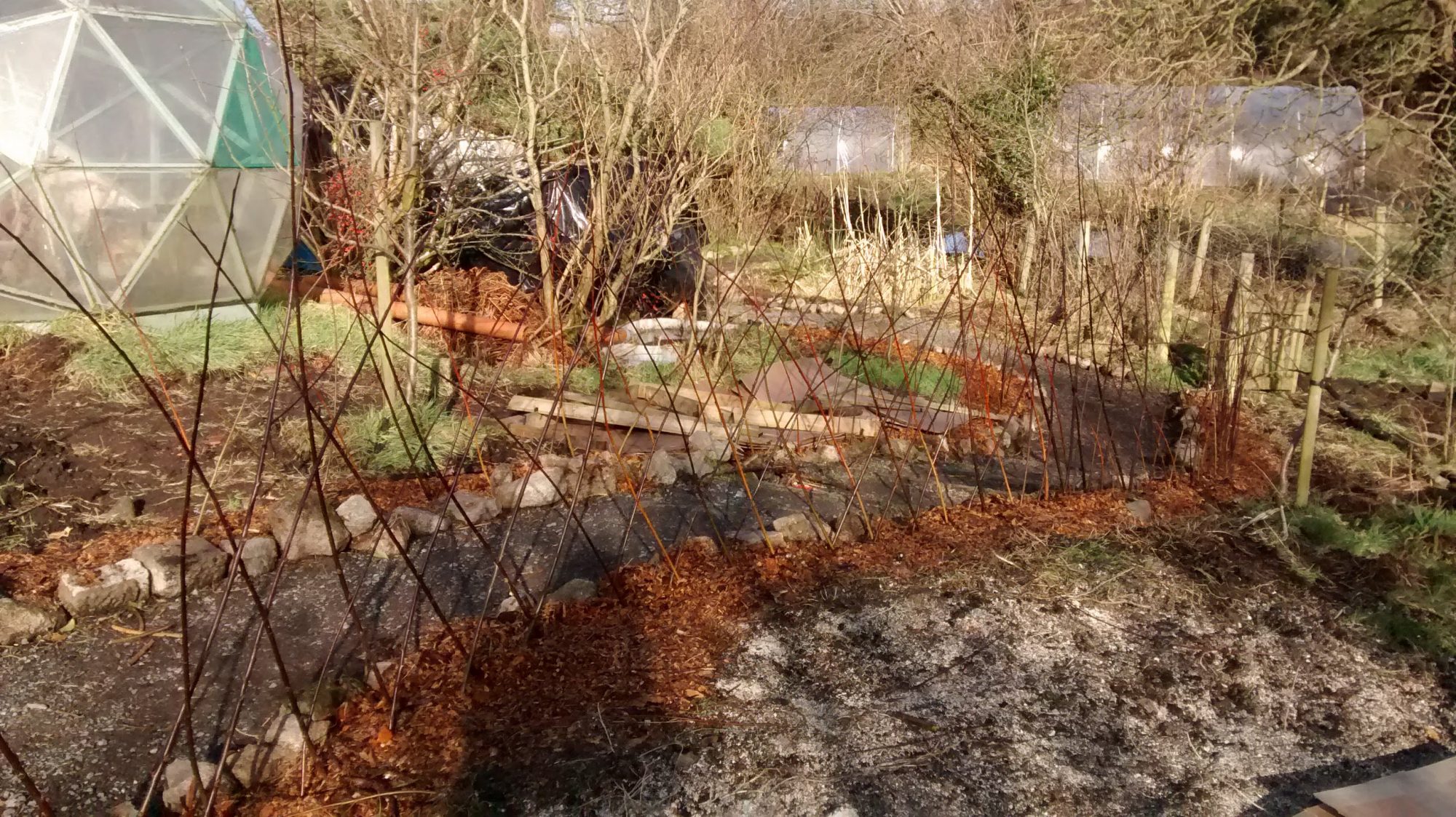 Basket willow living fence