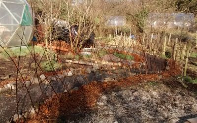 First year willow harvest – lessons learned