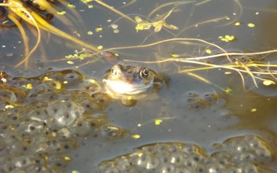 The promise of spring