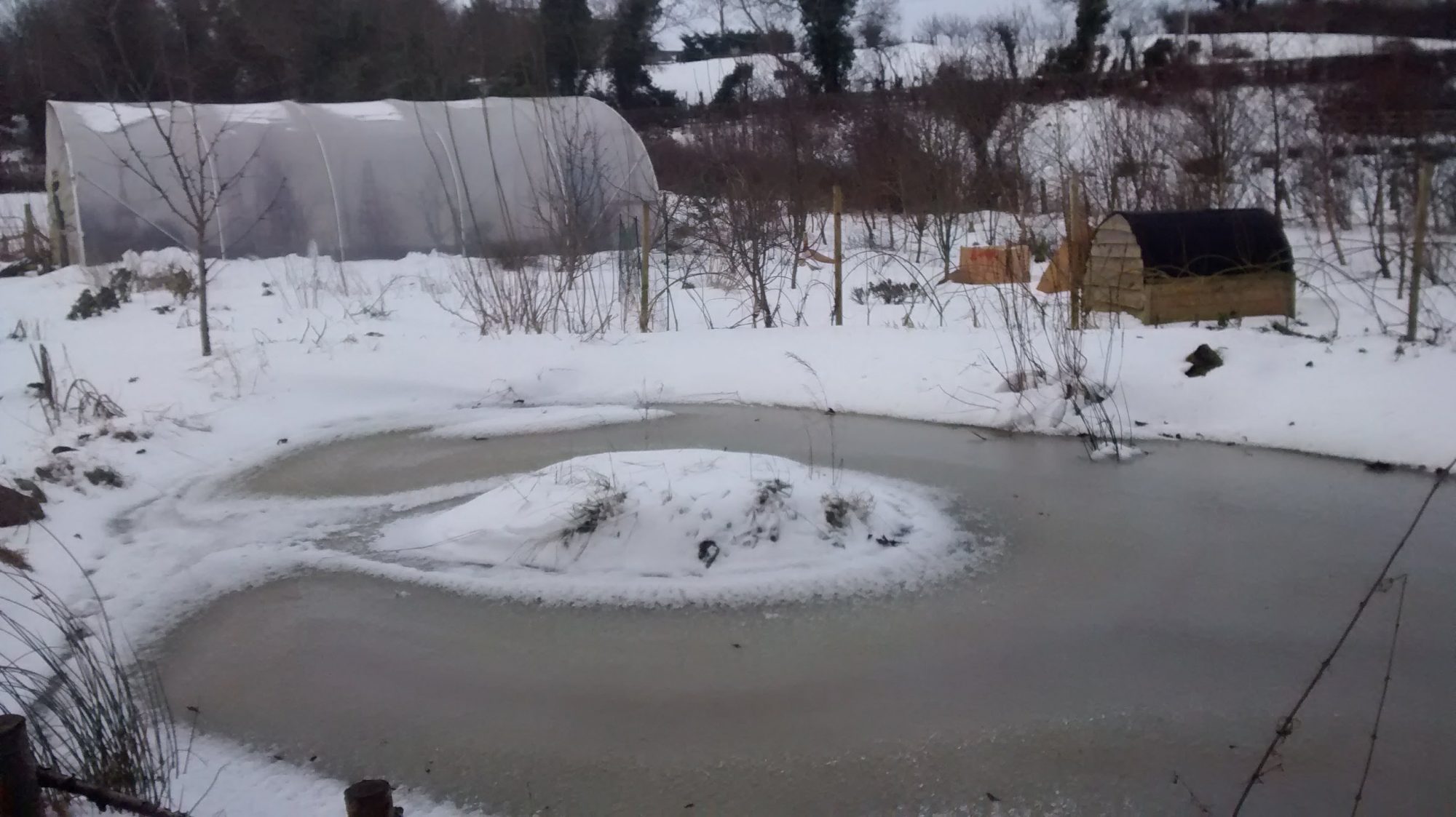 Frozen pond at Lackan Cottage Farm