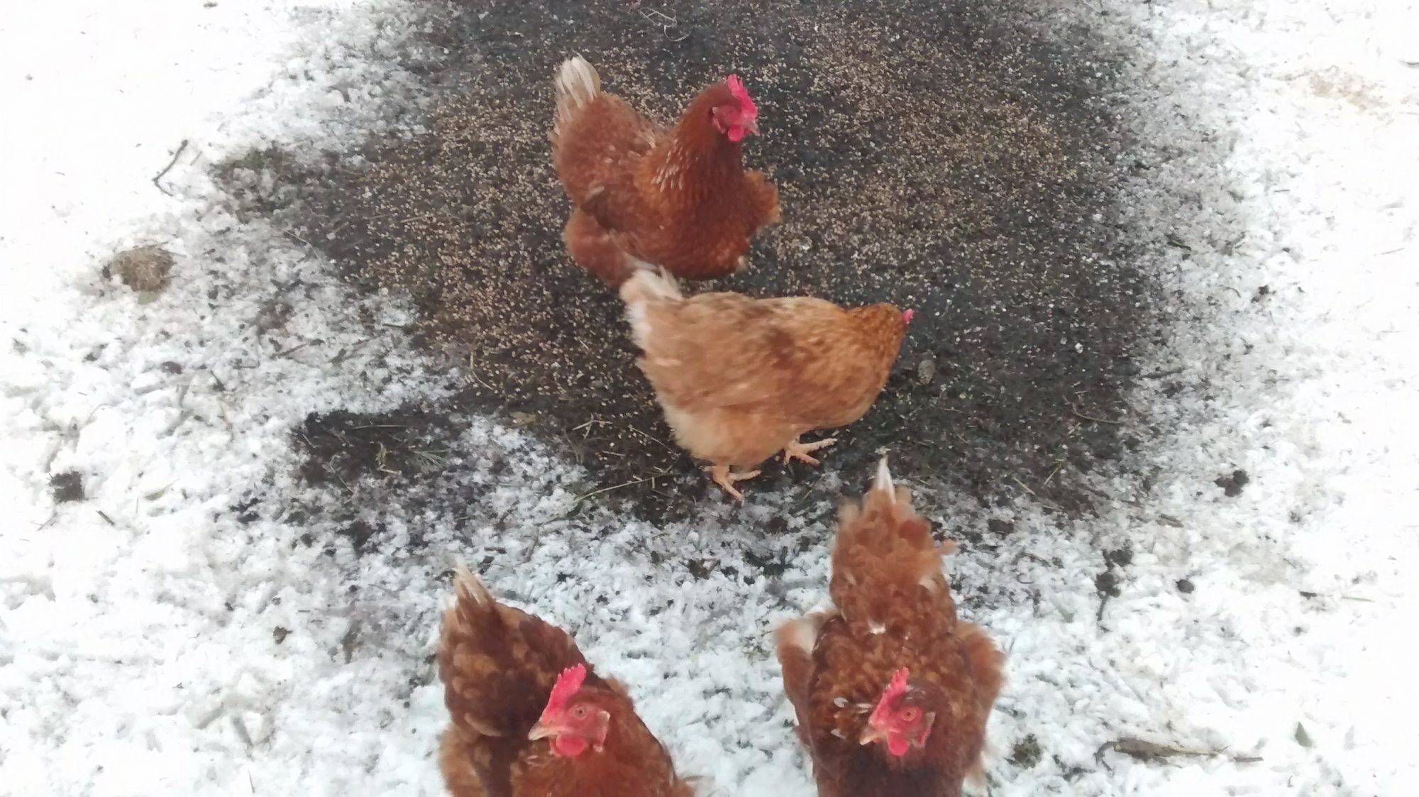 Chickens in the snow at Lackan Cottage Farm