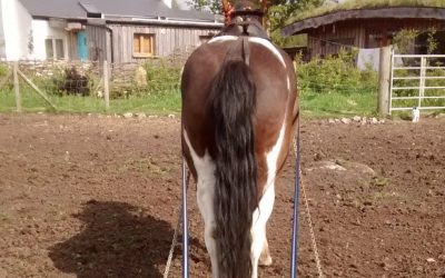 The joy of working horses on the land