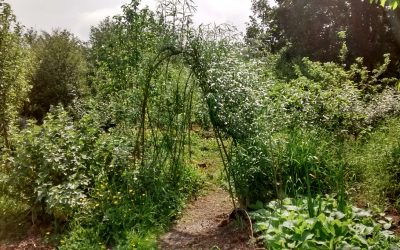 Developing the forest garden
