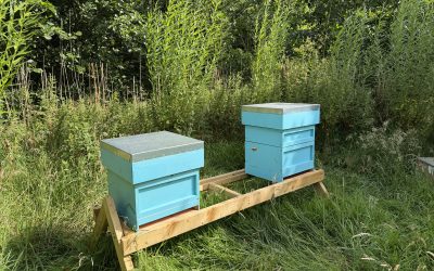 We’ve become beekeepers
